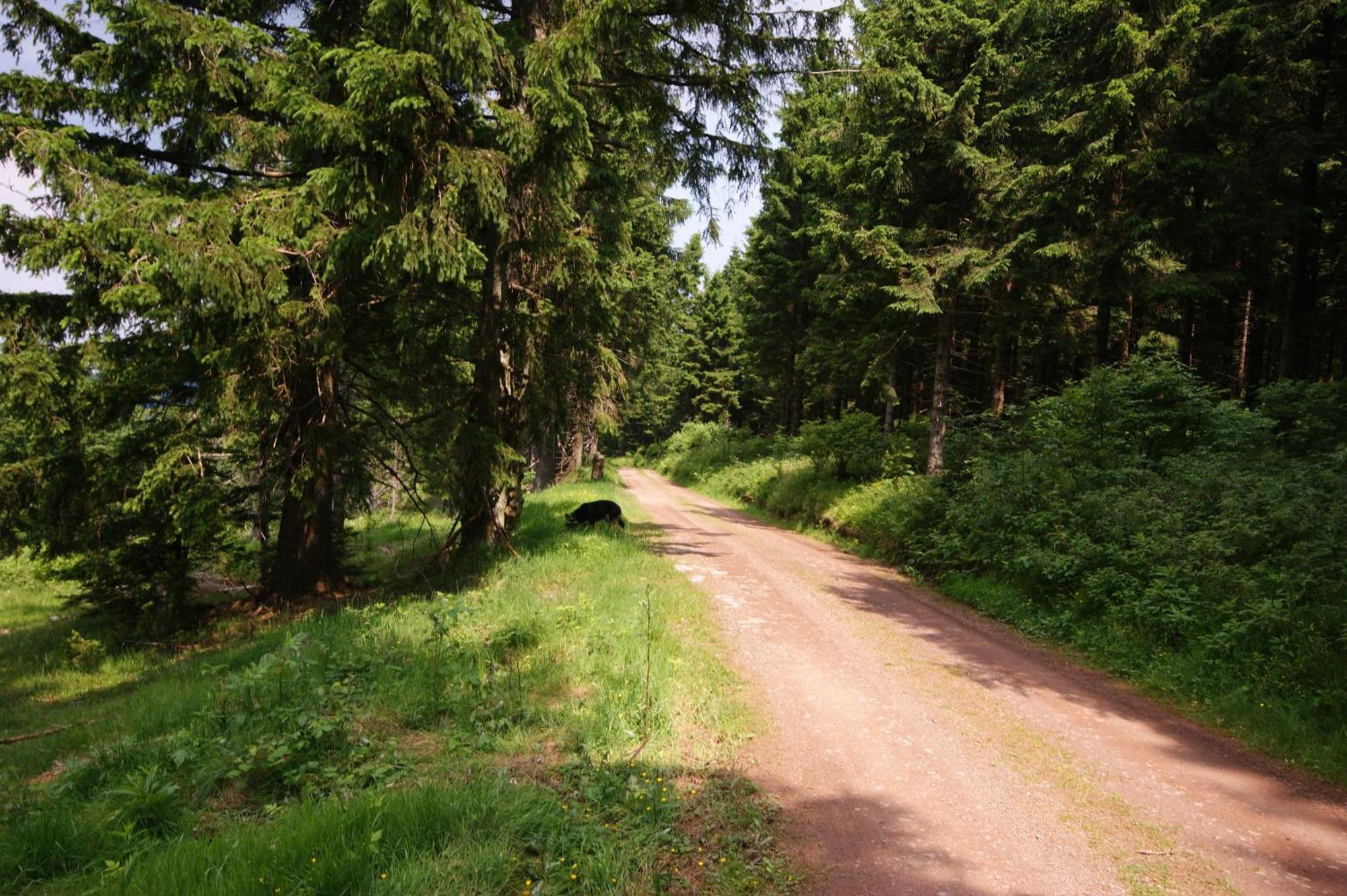 Hoehengasthaus Kolmenhof An Der Donauquelle Furtwangen Exterior foto