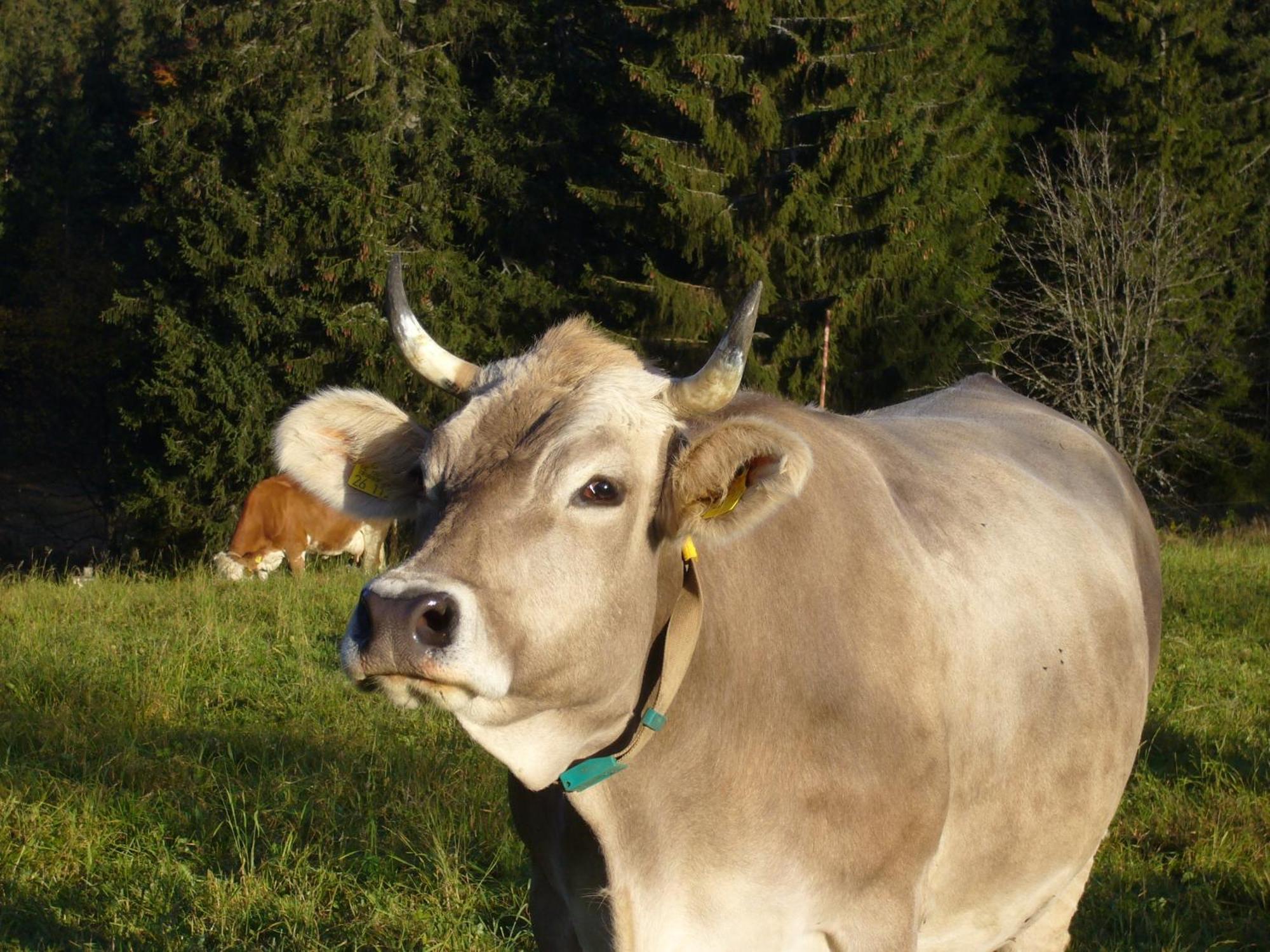 Hoehengasthaus Kolmenhof An Der Donauquelle Furtwangen Exterior foto